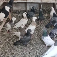 تعدادی طوقی زرین والماسی وزرد همه باهم فروشی است|پرنده|کامیاران, |دیوار