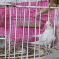 عروس هلندی جفت مولد