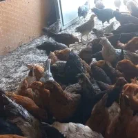 باری و جوجه خروس محلی