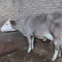 گاو شیری سیمینتال