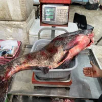 ماهی فیتو ازاد بیگهد درشت|ماهی|زابل, |دیوار