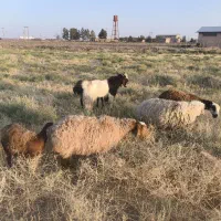 دوتا نربز فروشی دونه ای 21