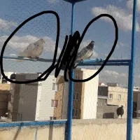 کبوتر و قفس