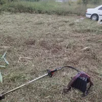 علف زنی|خدمات باغبانی و درختکاری|رشت, باهنر|دیوار