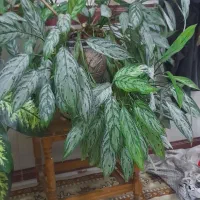 چهار عدد گل زیبا|گل و گیاه طبیعی|جوانرود, |دیوار