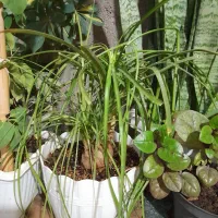 گل و گل آپارتمانی|گل و گیاه طبیعی|کاشمر, |دیوار