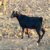 بز ترکی مخصوص داشت|حیوانات مزرعه|سده (فارس), |دیوار