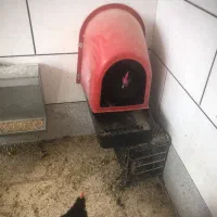 مرغ و خروس استرالوپ