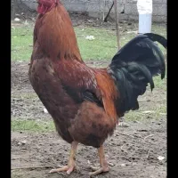 تعدادی مرغ و خروس و اردک محلی به فروش میرسد