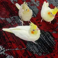 جوجه عروس معاوضه