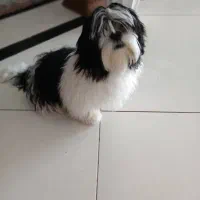 سگ شیتزو سوپر فلت