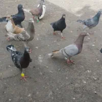 پرنده|پرنده|مشهد, همت آباد|دیوار