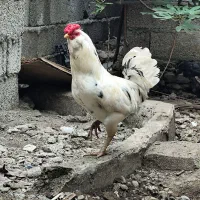 یک جفت مرغ و خروس گلین لری ،مرغ۶ماهه دم تخم