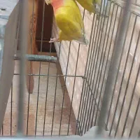 یک جفت کوتوله مولد زرد