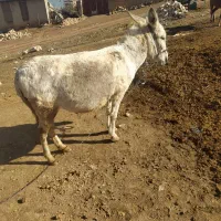 خر گله ای و باری