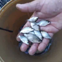 ماهی کپورزبرو زرنگ عمده