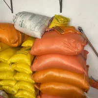 برنج طارم هاشمی گیلان|خوردنی و آشامیدنی|رشت, لاکان شهر|دیوار