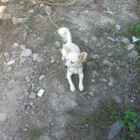 یه دختر شاد و زیبا و شیطون وفوق العاده تودلبرو|سگ|آستانه اشرفیه, |دیوار