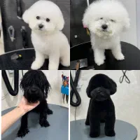 آرایشگر حیوانات آرایش حیوانات ارایش سگ اصلاح