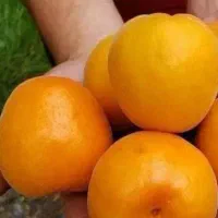 تولید و فروش نهال زردآلو انبه ای|خدمات باغبانی و درختکاری|چهارباغ, |دیوار