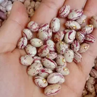 لوبیا‌چیتی