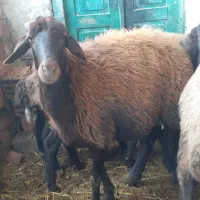 گوسفند توقولی