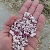 لوبیا چیتی