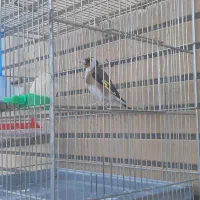 سهره سرخ دو ساله فوق درشت