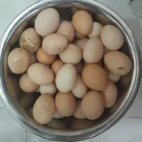 تخم مرغ رسمی باغچه