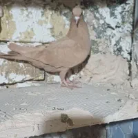 ۶تا کفتر بوم پرشی