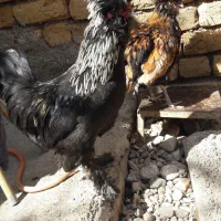 معاوضه با کبوتر