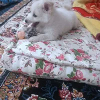 سگ پامرانین روباهی قیمت 10میلیون