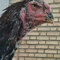 معاوضه با مرغ محلی|حیوانات مزرعه|ضیاء آباد, |دیوار