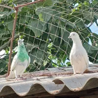 یه جفت کبوتر  عتیقه به شرط