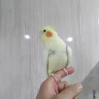 عروس هلندی|پرنده|شهر ری, علایین|دیوار