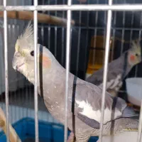 یک جفت عروس هلندی سلامت باقفس|پرنده|فردیس, قریشی|دیوار