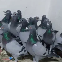 ۱۸عدد کبوتر پلاکی ۱۴ تا نر ۴تا ماده