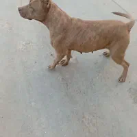 سگ پیت بول|سگ|پاکدشت, پاکدشت (مامازند)|دیوار