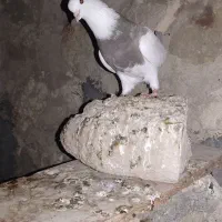 کبوتر ۲۵۰|پرنده|مهر, |دیوار