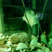 یه جفت ماهی آنجل|ماهی|وحیدیه, |دیوار