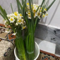 گل نرگس خوسف