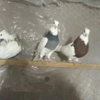 کبوتررنگی سینه دم قهوای طوقی پرشی|پرنده|کرج, حصارک بالا|دیوار