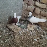 دوعد طوقی نره و ماده|پرنده|زیرکوه, |دیوار