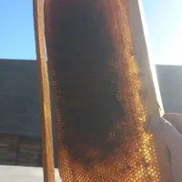 قاب زنبور با موم