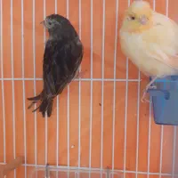 قناری ماده|پرنده|قوچان, |دیوار