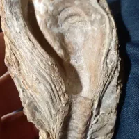 دوقطعه فسیل وسنگهال اسیاب الماس