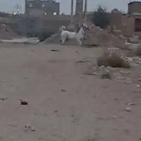 اسب
