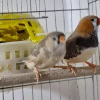 فروش فنچ کینگ|پرنده|بندرعباس, |دیوار