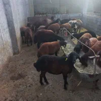 بره ماده افشار وترکی سبک|حیوانات مزرعه|مرودشت, ده بید|دیوار