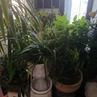 فروش گلهای زینتی|گل و گیاه طبیعی|یاسوج, |دیوار